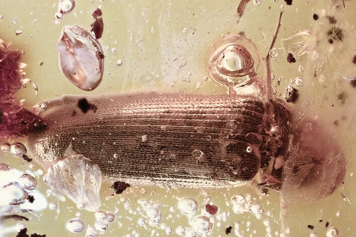 Detailed Fossil Click Beetle (Elateridae) in Baltic Amber #315203